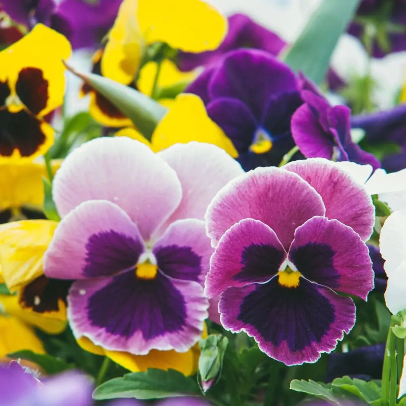 20 Pack Pansy Tray One Click Plants