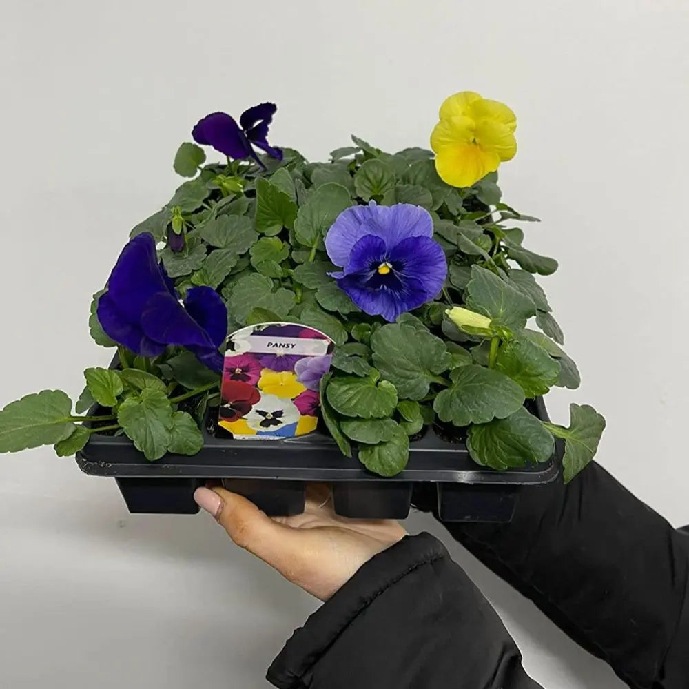 20 Pack Pansy Tray One Click Plants