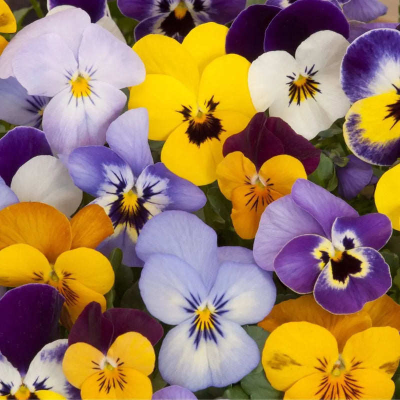 20 Pack Pansy Tray One Click Plants