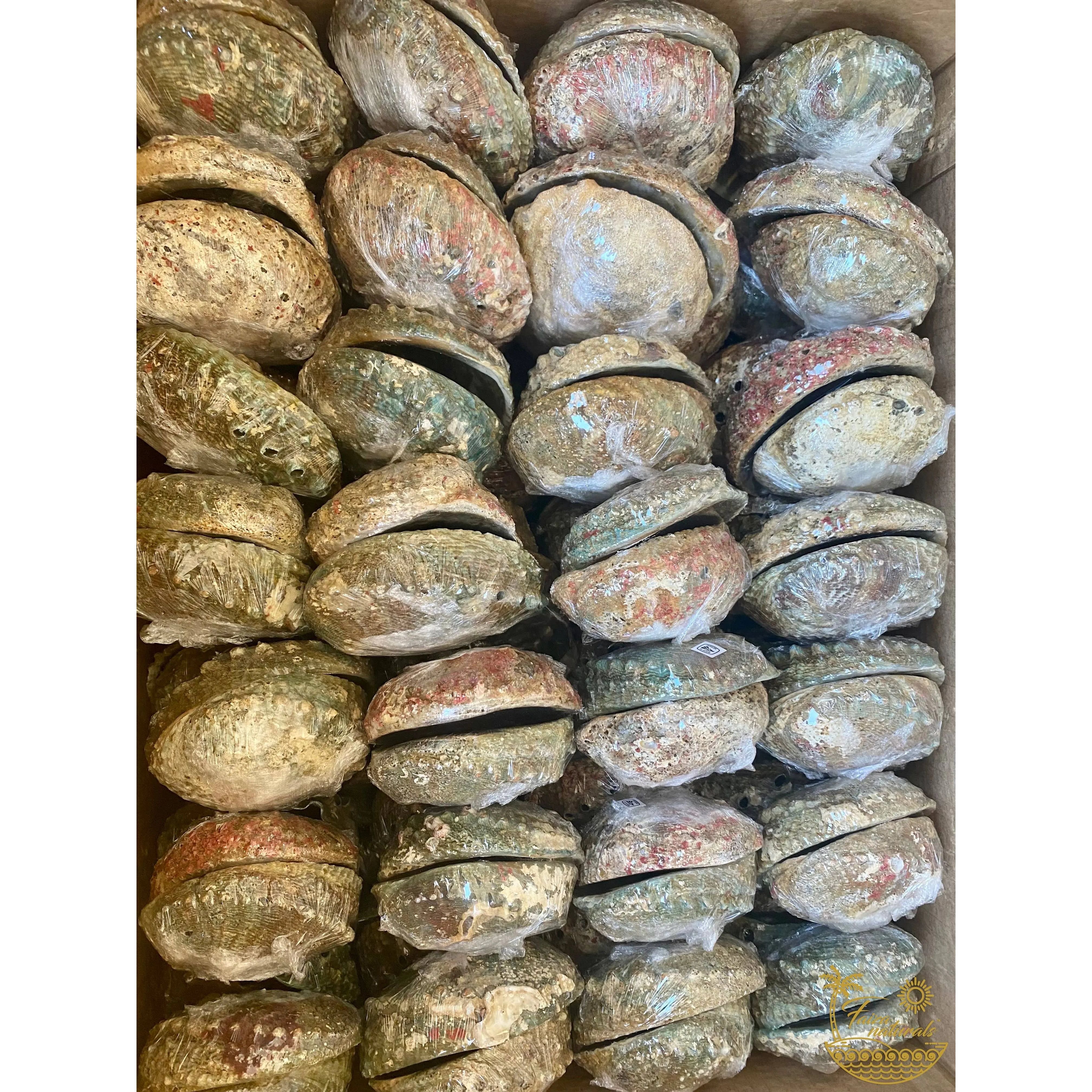 Abalone Shell Smudge Bowls (Large) Faiza Naturals