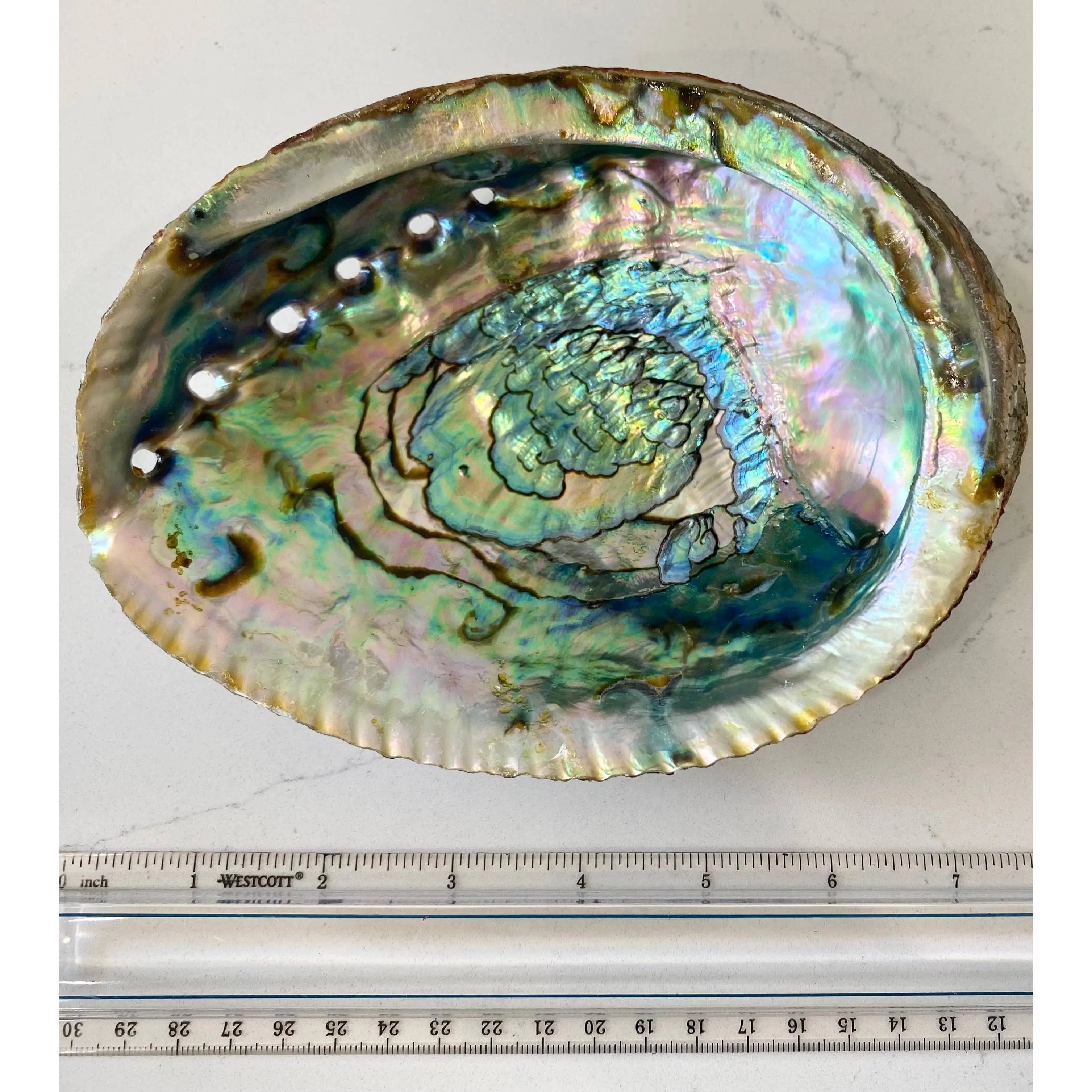 Abalone Shell Smudge Bowls (Large) Faiza Naturals