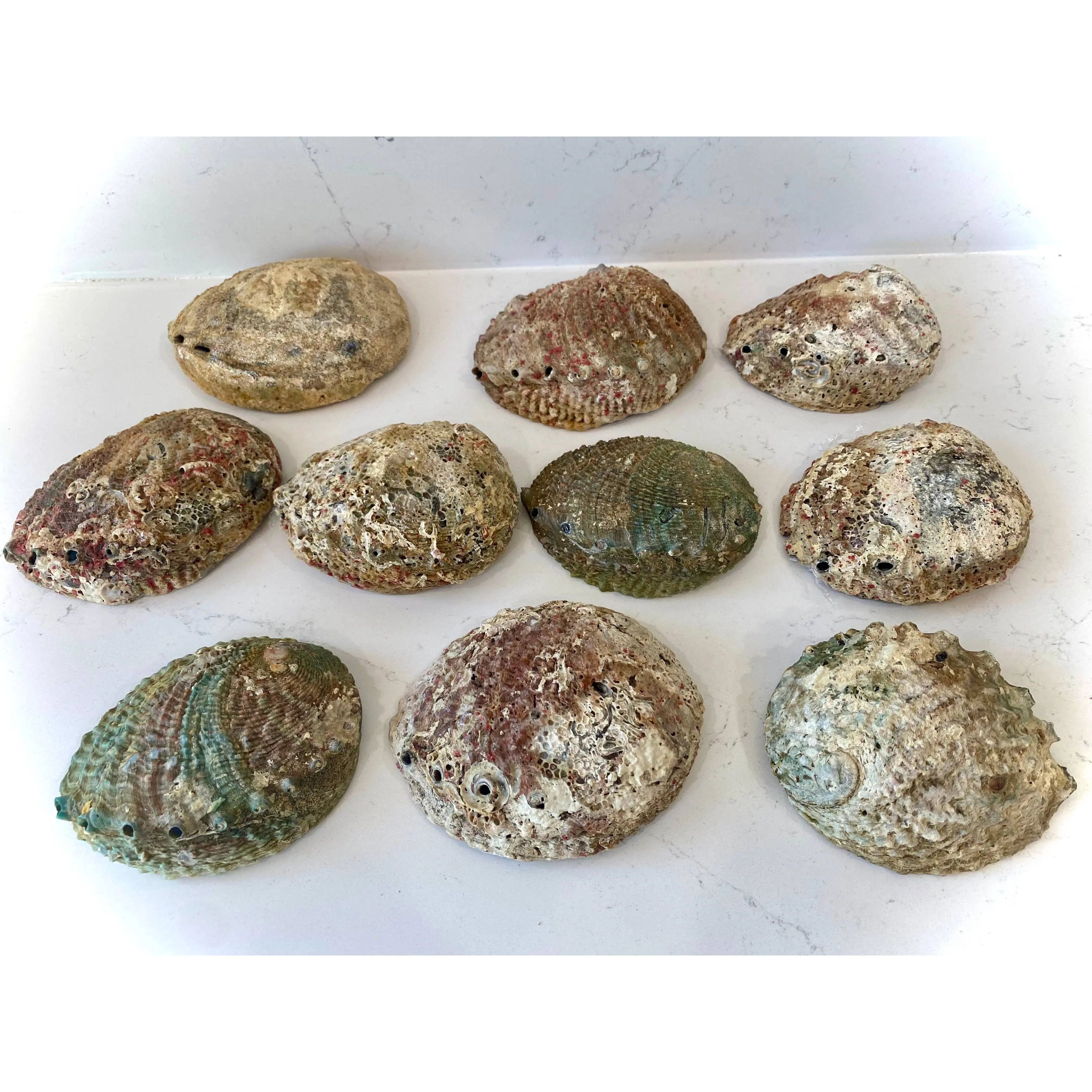 Abalone Shell Smudge Bowls (Large) Faiza Naturals