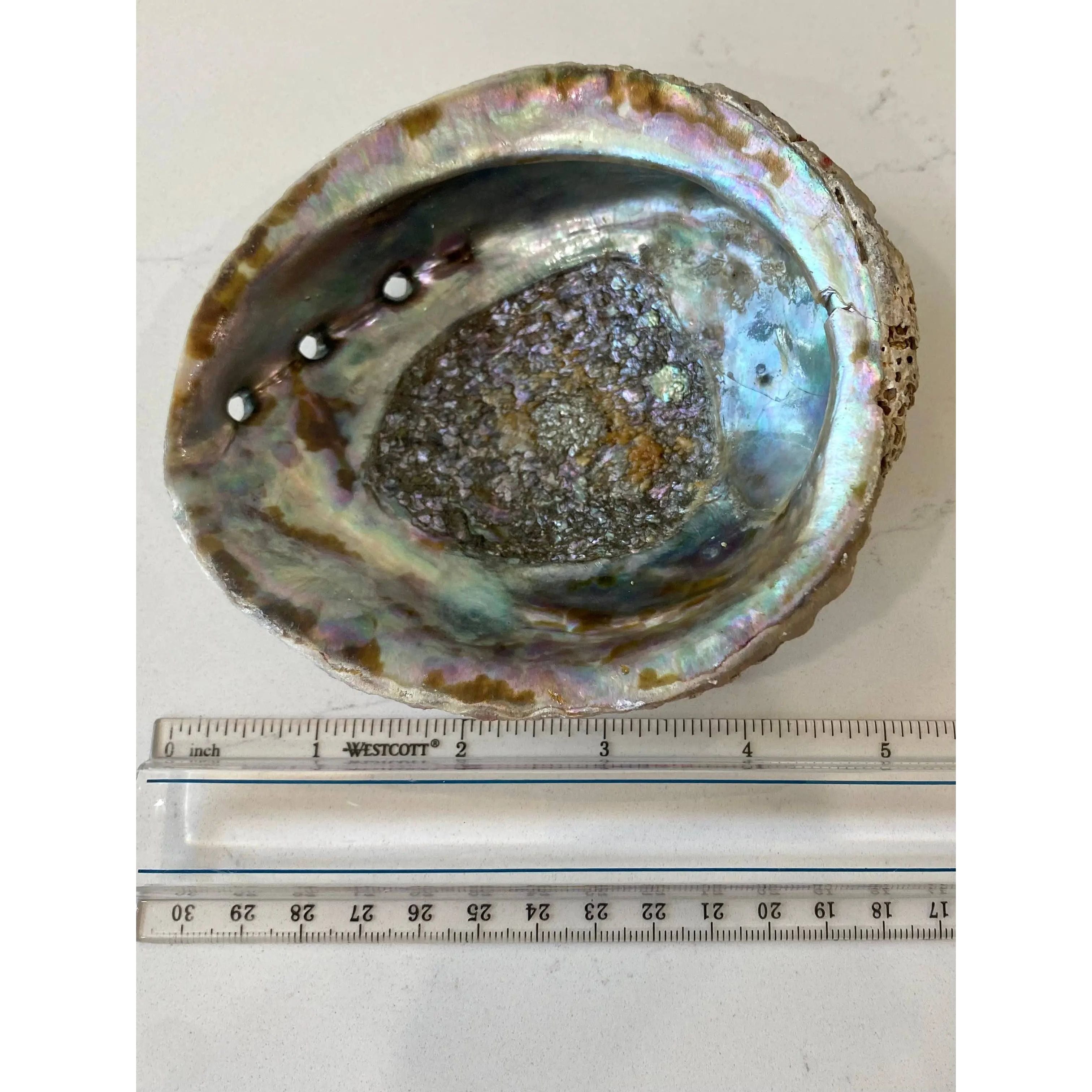 Abalone Shell Smudge Bowls (Medium): Medium Faiza Naturals