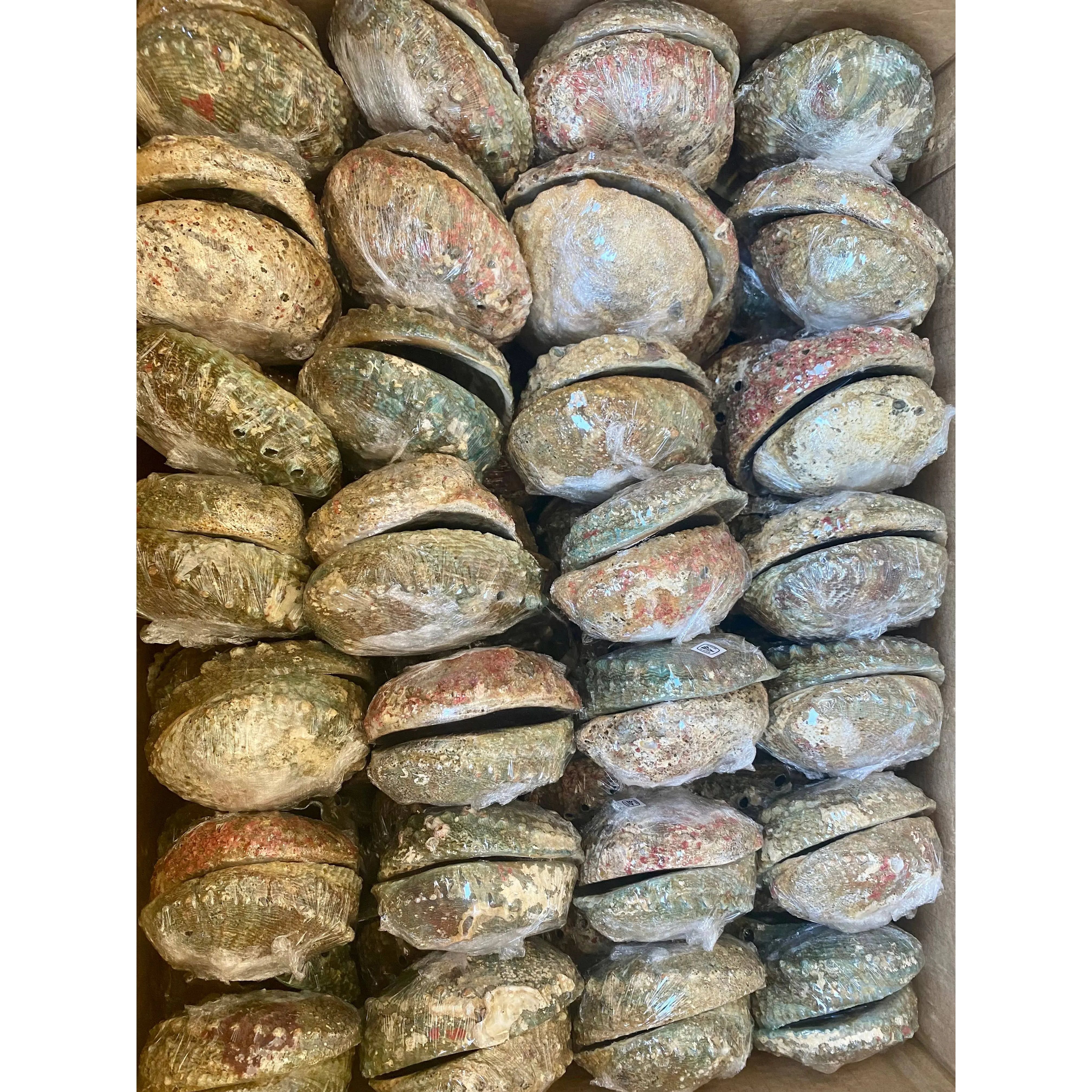 Abalone Shell Smudge Bowls (Medium): Medium Faiza Naturals