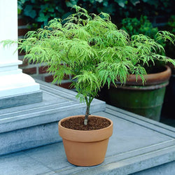 Acer Palmatum 'Dissectum' 3L Pot You Garden