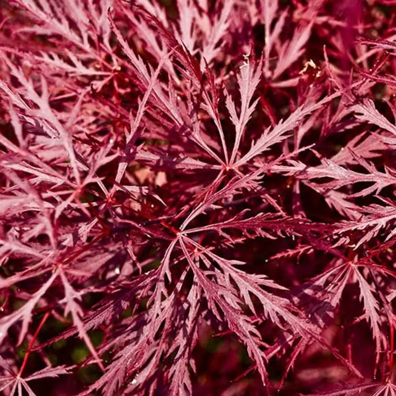 Acer Palmatum 'Garnet' 3L Pot You Garden