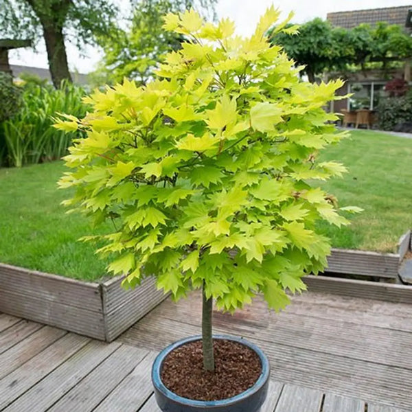 Acer shirasawanum 'Jordan' in 3L Pot You Garden