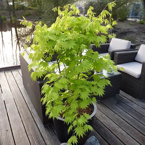 Acer shirasawanum 'Jordan' in 3L Pot You Garden