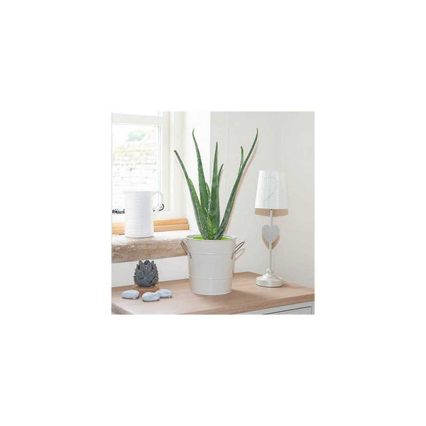 Aloe Vera - 14cm Pot You Garden