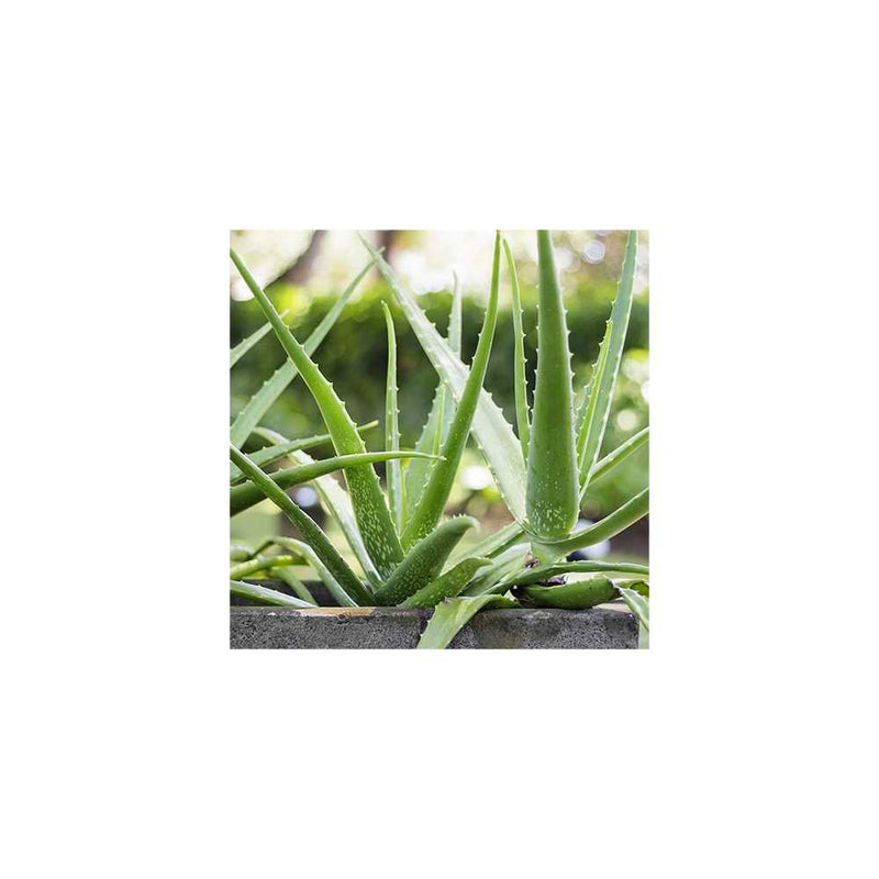 Aloe Vera - 14cm Pot You Garden