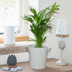 Areca Palm - 14cm Pot You Garden
