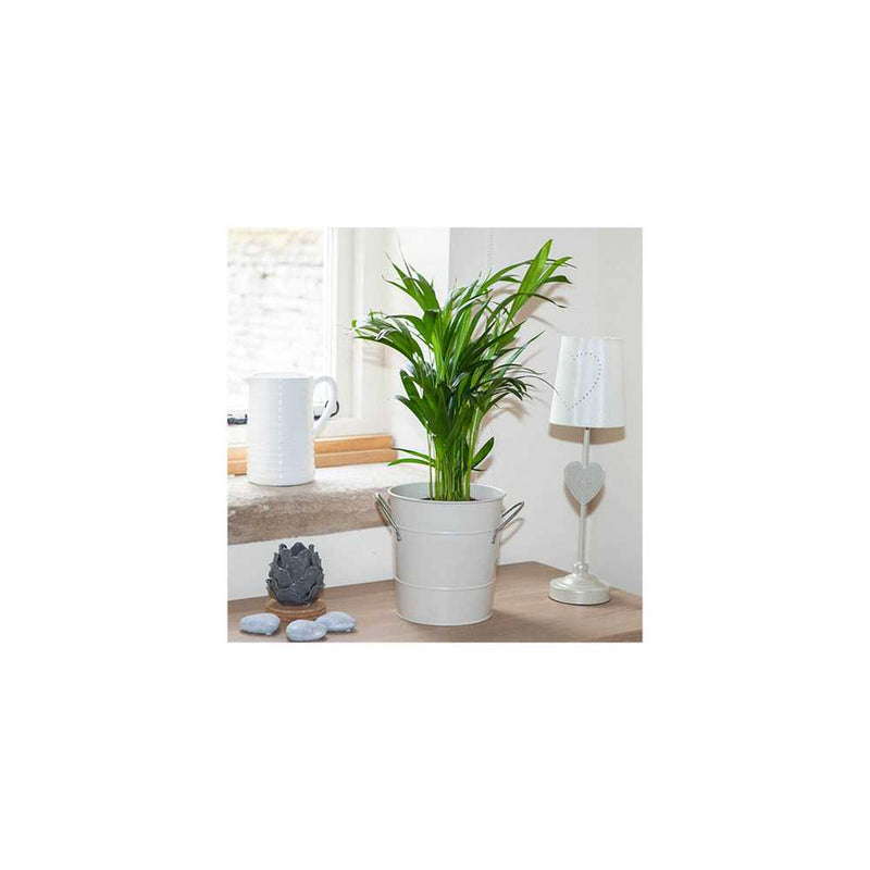 Areca Palm - 14cm Pot You Garden