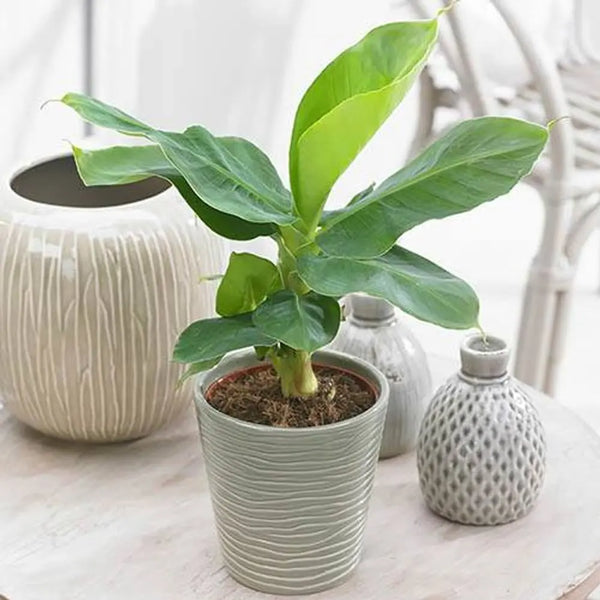 Banana Plant Musa Tropicana -12cm pot You Garden