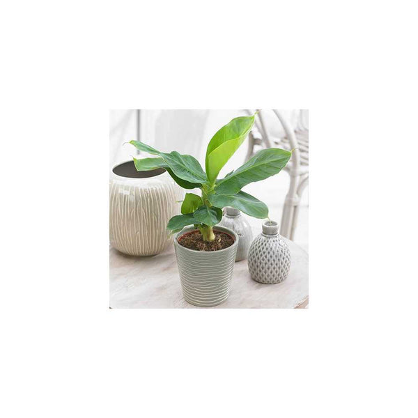 Banana Plant Musa Tropicana -12cm pot You Garden