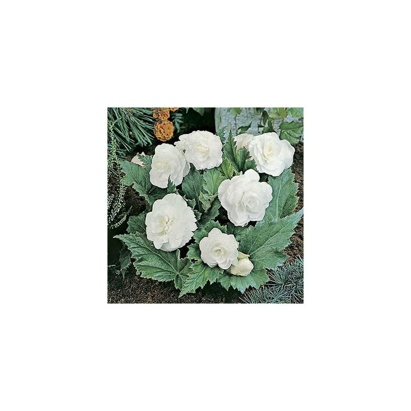 Begonia Non-Stop Mix 18 Plug Plants You Garden