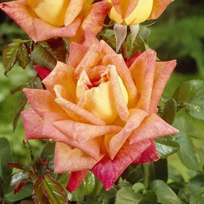 Best Ever 5 Bush Hybrid Tea Rose Collection You Garden