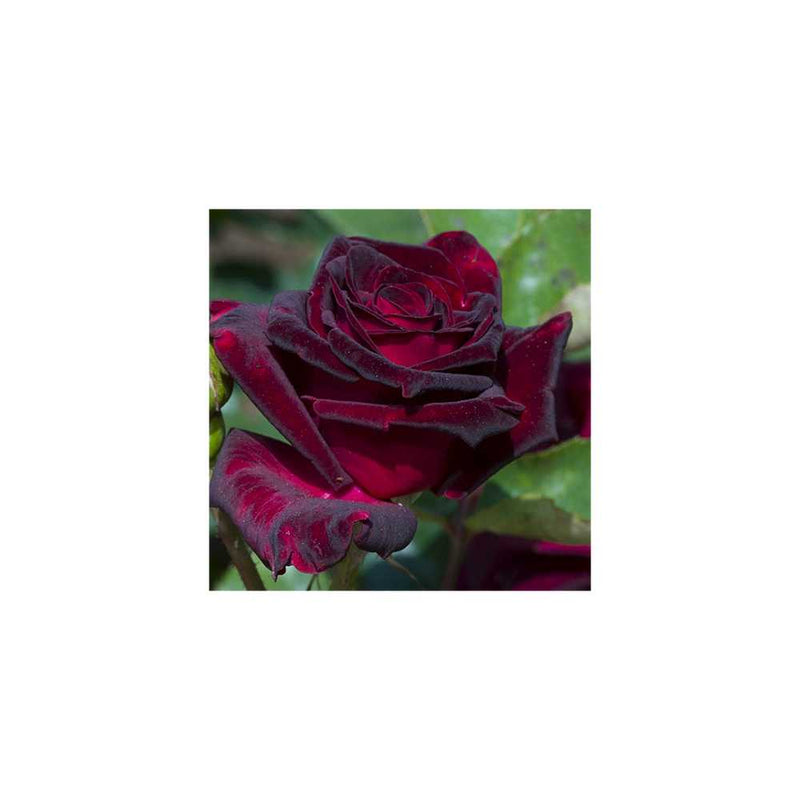 Black Baccara Potted Rose You Garden
