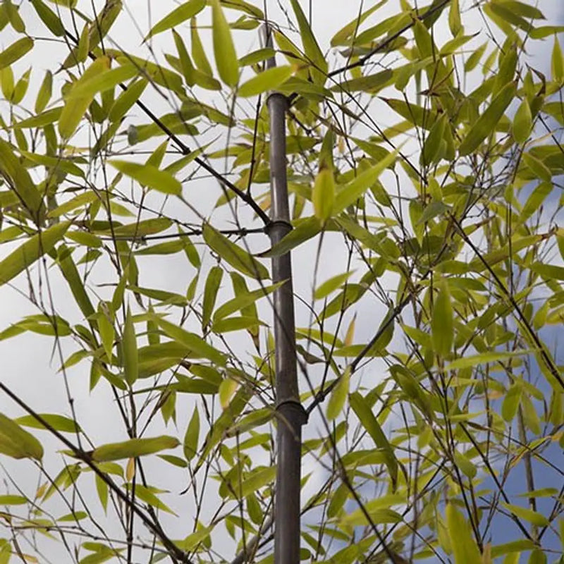 Black Bamboo - Phyllostachys Nigra in 3L Pot You Garden