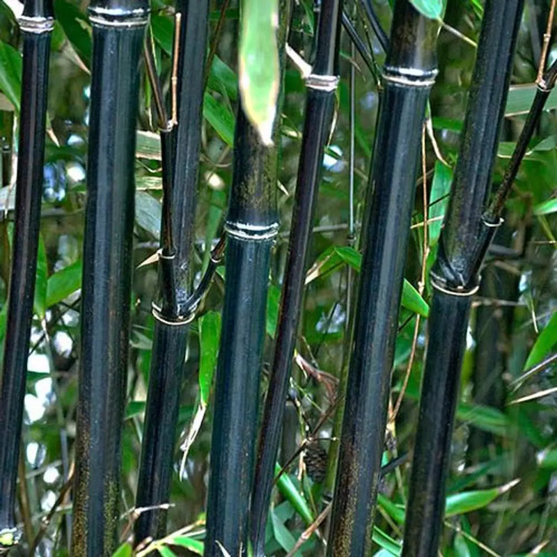 Black Bamboo - Phyllostachys Nigra in 3L Pot You Garden