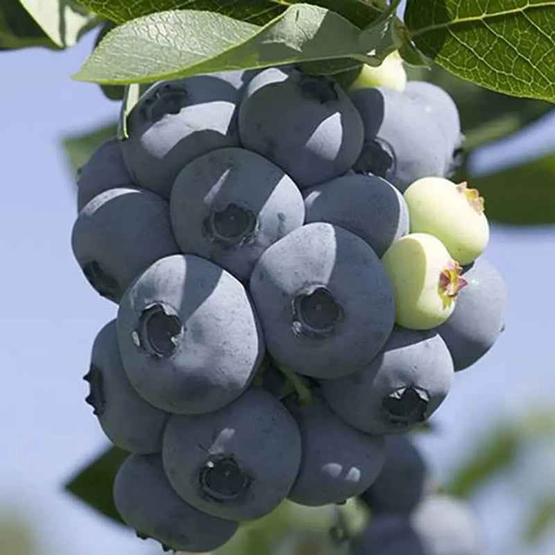 Blueberry Collection - Set of 3 Varieties You Garden