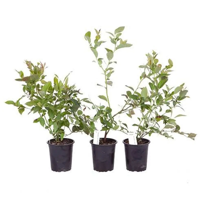 Blueberry Collection - Set of 3 Varieties You Garden