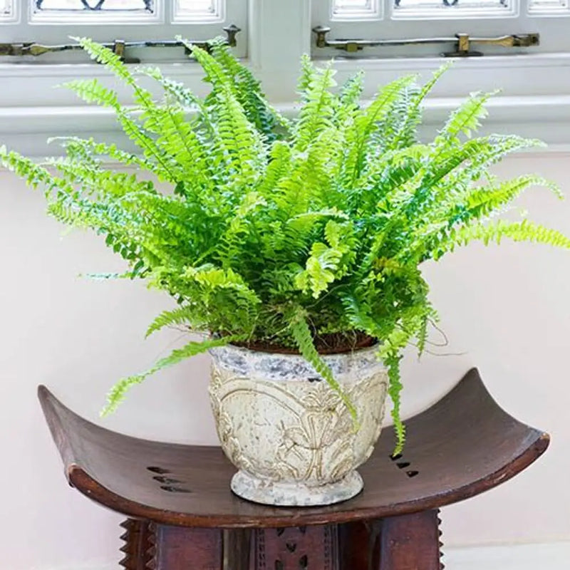 Boston Fern Nephrolepis Green Moment - 12cm Pot You Garden