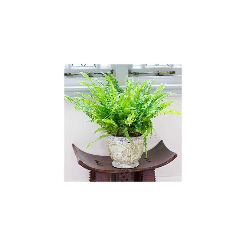 Boston Fern Nephrolepis Green Moment - 12cm Pot You Garden