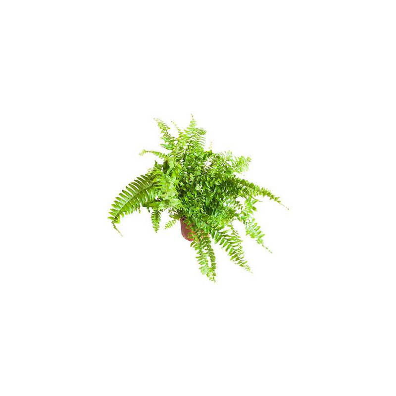 Boston Fern Nephrolepis Green Moment - 12cm Pot You Garden