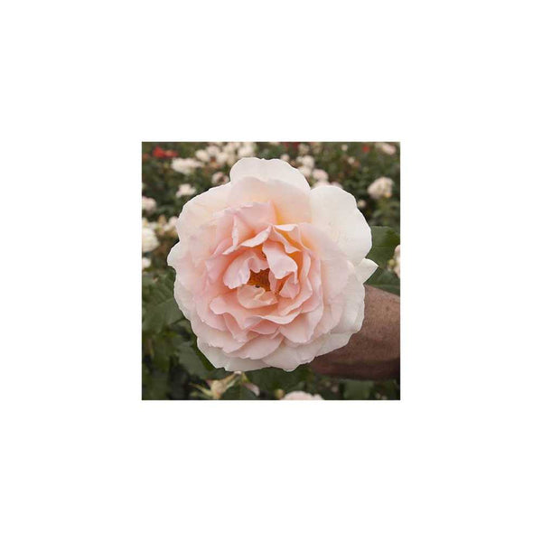 Chandos Beauty Potted Rose You Garden
