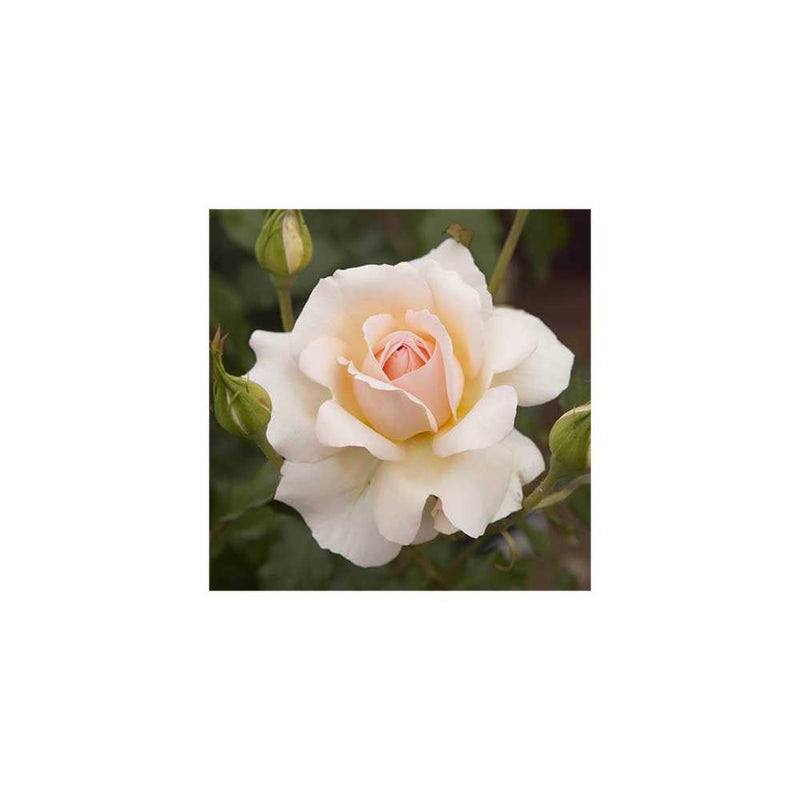 Chandos Beauty Potted Rose You Garden