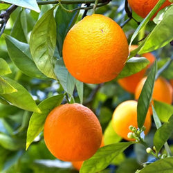 Citrus 'Mandarin' 6L Pot You Garden