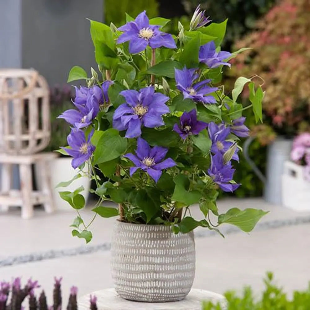 Clematis Patio Olympia Boulevard 10.5cm Pot You Garden