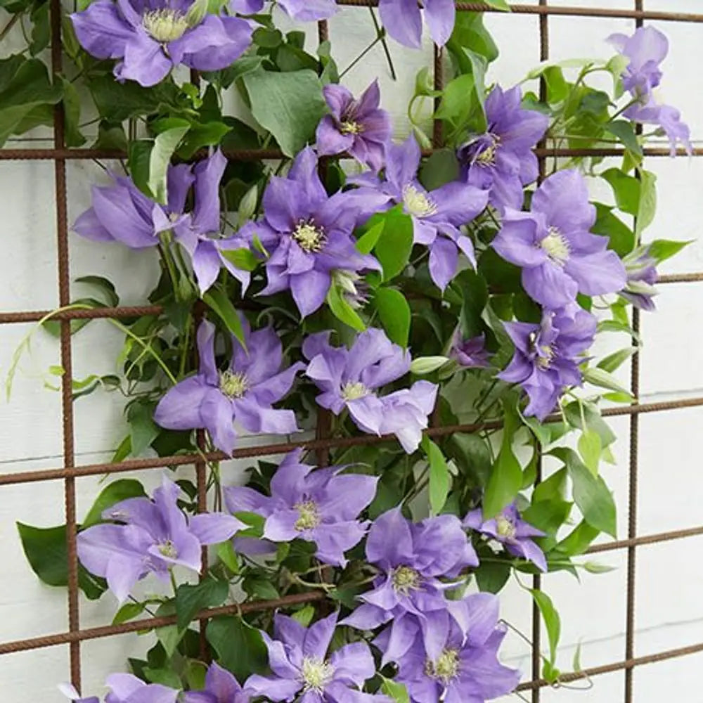 Clematis Patio Olympia Boulevard 10.5cm Pot You Garden