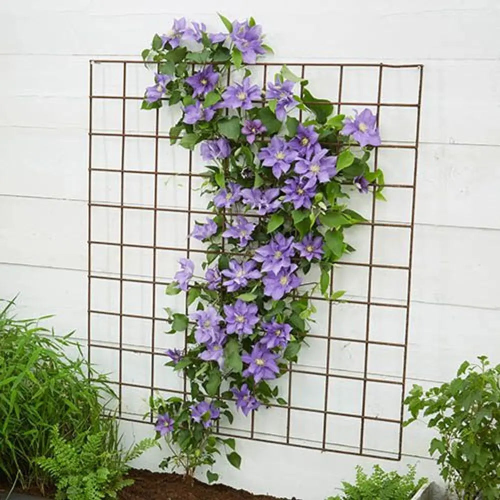 Clematis Patio Olympia Boulevard 10.5cm Pot You Garden