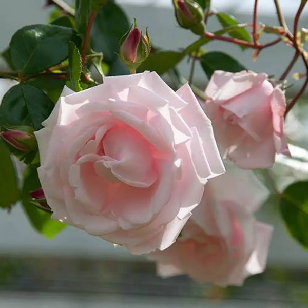 Climbing Rose 'New Dawn' in 3L Pot You Garden