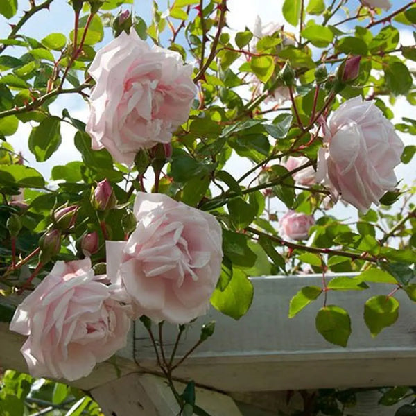 Climbing Rose 'New Dawn' in 3L Pot You Garden