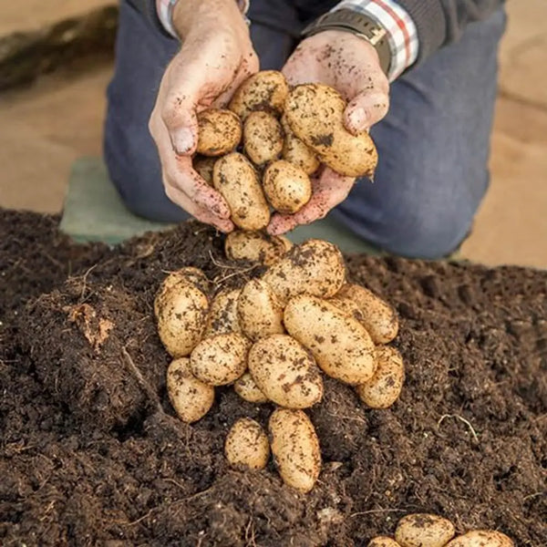 Complete Patio Potato Growing Kit You Garden