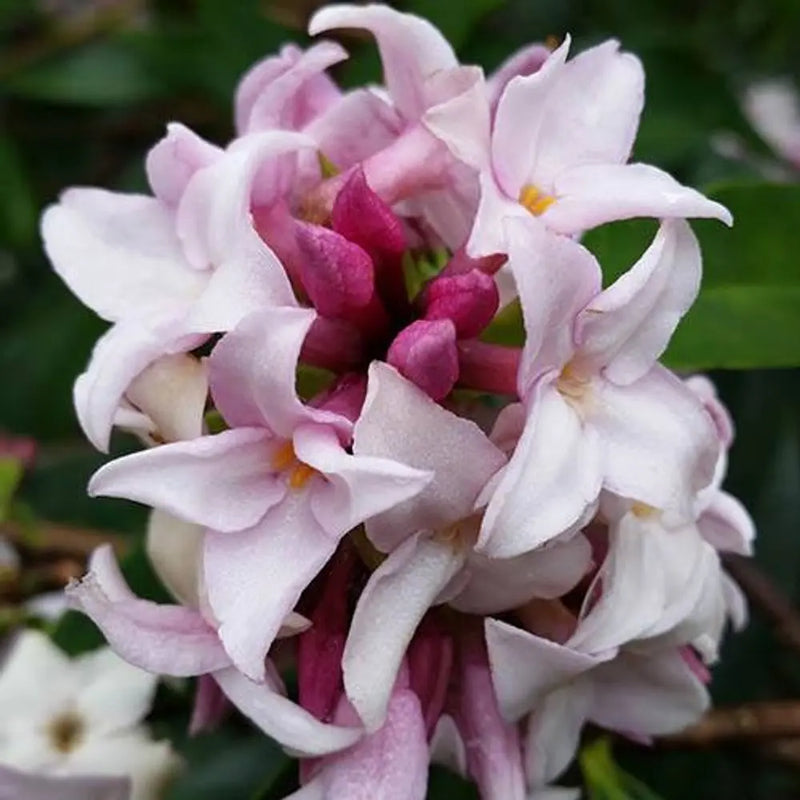 Daphne 'Perfume Princess' 15cm Pot You Garden