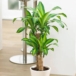 Dracaena Fragrans Yellow Coast - 17cm Pot You Garden