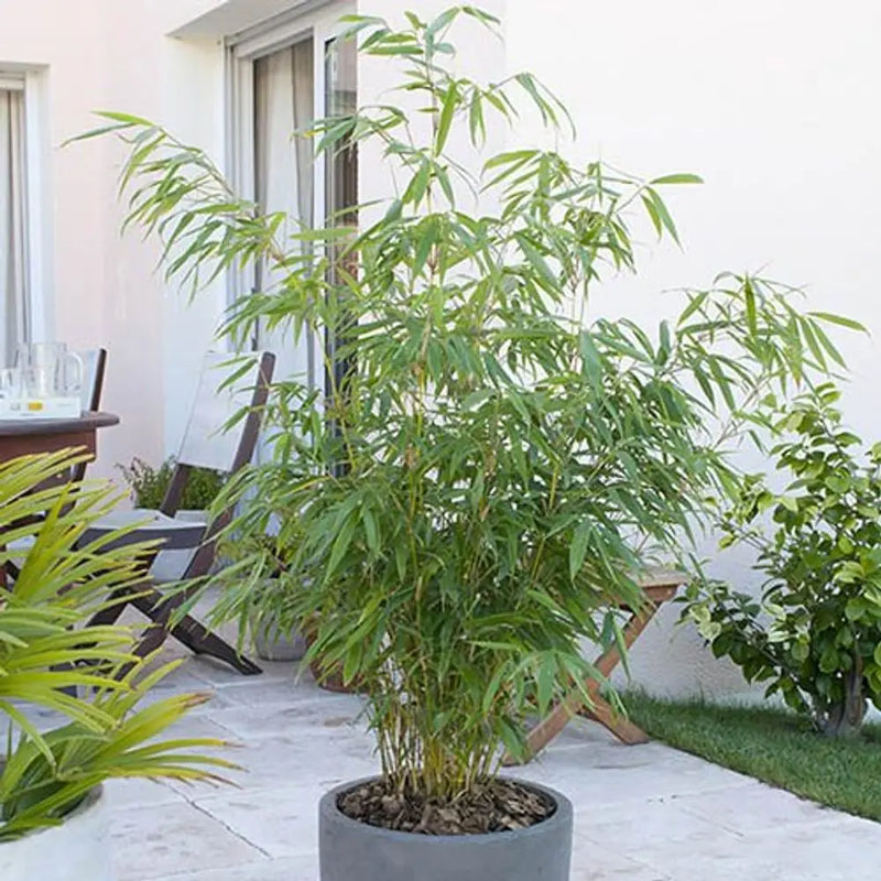 Fargesia Rufa (Fountain Bamboo) in 5L Pot You Garden