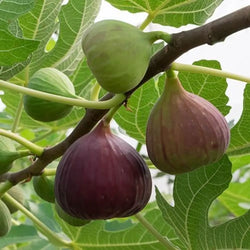 Fig 'Brown Turkey' Standard Tree in 3L Pot You Garden