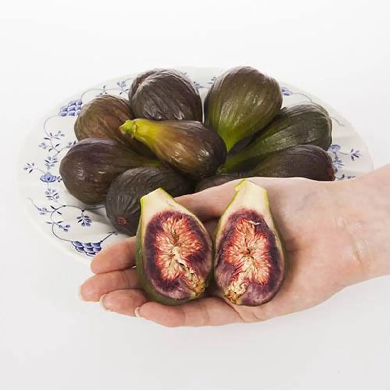 Fig 'Brown Turkey' Standard Tree in 3L Pot You Garden