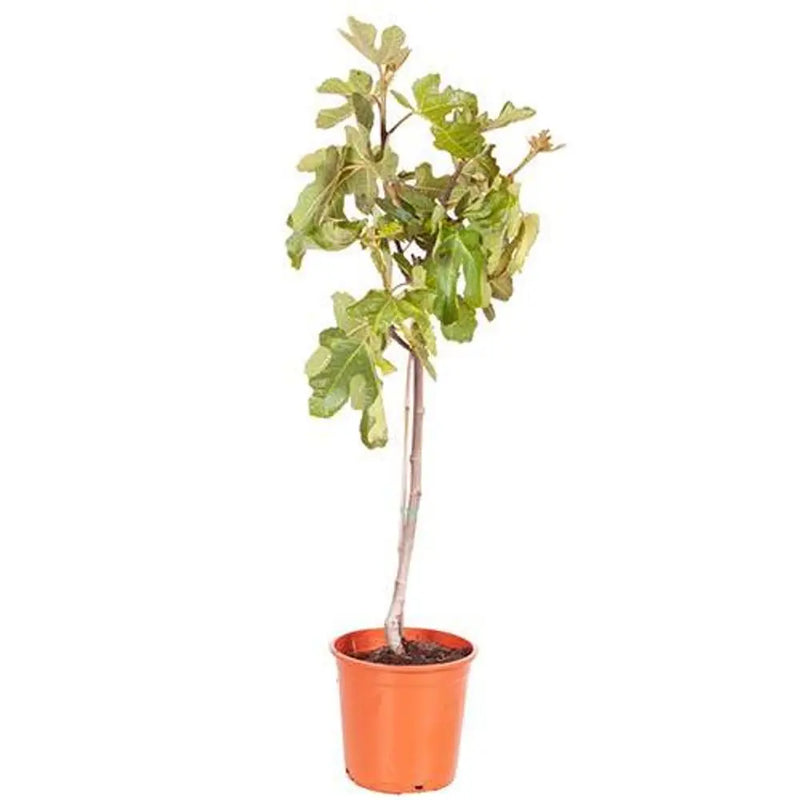 Fig 'Brown Turkey' Standard Tree in 3L Pot You Garden