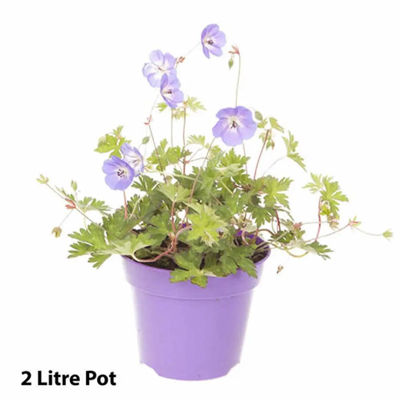 Geranium 'Rozanne' 2L Pot You Garden