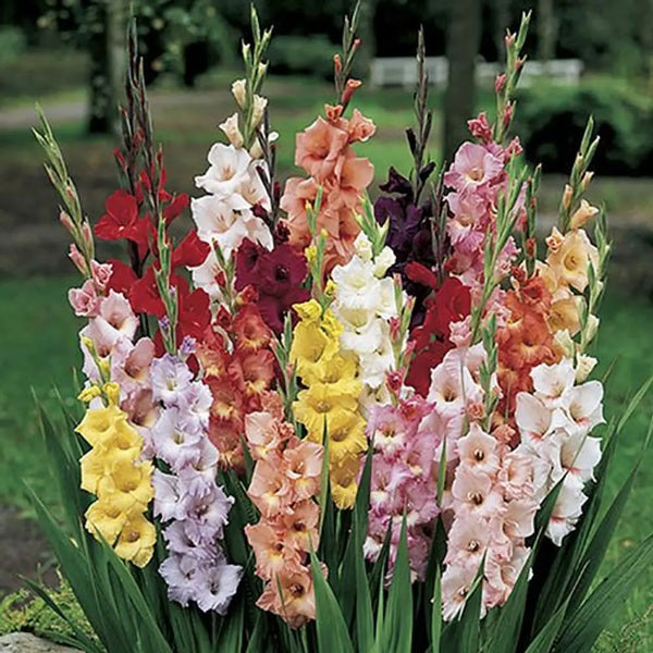 Gladioli Value Pack x 100 Bulbs You Garden