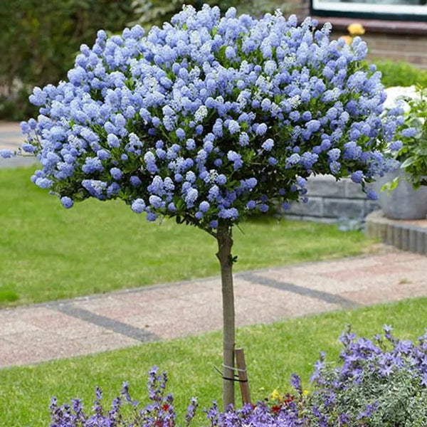 Hardy Ceanothus Standard Tree 80-90cm Tall You Garden