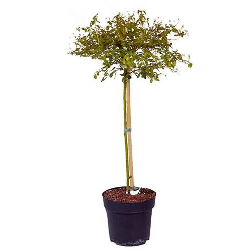 Hardy Ceanothus Standard Tree 80-90cm Tall You Garden