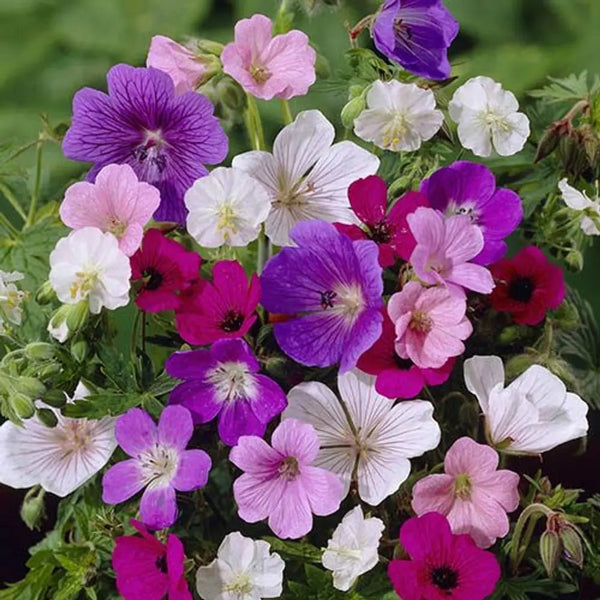 Hardy Geranium Collection x 5 Bare Roots You Garden