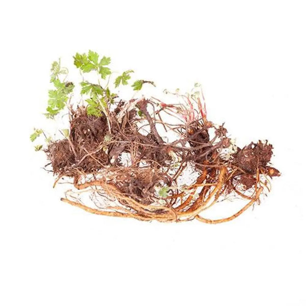 Hardy Geranium Collection x 5 Bare Roots You Garden