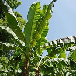 Hardy Japanese Banana 'Musa Basjoo' 30cm Tall You Garden